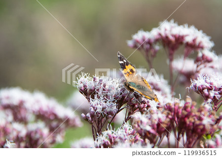 富士袴和kumaee 119936515