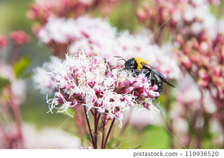 Fujibakama and Bumblebee 119936520