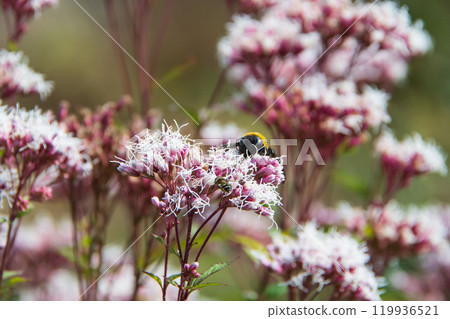 富士袴和kumaee 119936521