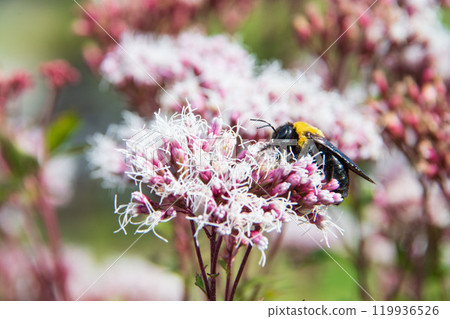 富士袴和kumaee 119936526