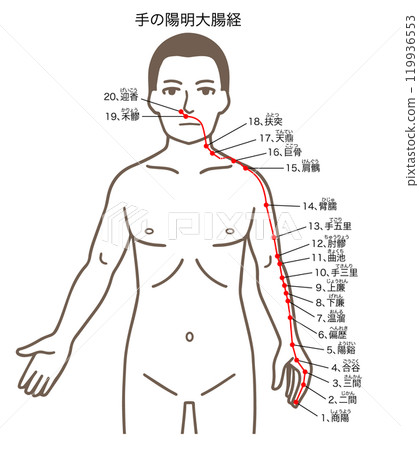針灸穴位、手陽明大腸經、穴位圖解 針灸穴位、手陽明大腸經、穴位圖解 119936553