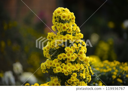 Large Landscape Flowerbed Yahiko Chrysanthemum Festival 119936767