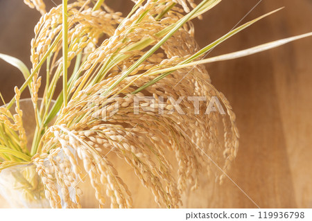 一束收成的稻穗 119936798