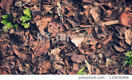 Fallen leaves  119936966