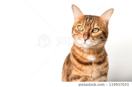 Bengal cat isolated on white for advertising. Bengal cat isolated on white for advertising. 119937033