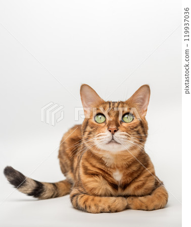 Bengal cat isolated on white for advertising. Bengal cat isolated on white for advertising. 119937036