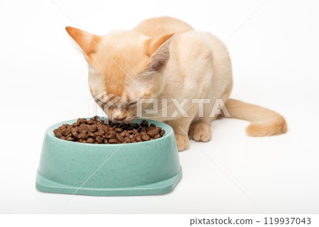 Kitten cream burmese eats dry food. Kitten cream burmese eats dry food. 119937043
