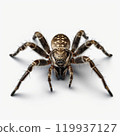 Closeup of a Spider on a white background, highlighting details and textures. Scary Insect Halloween Decor 119937127