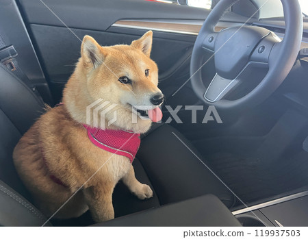 Shiba Inu puppy and his friend kitten Shiba Inu puppy and his friend kitten 119937503