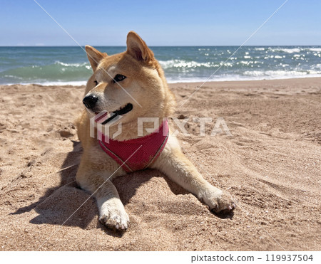 Shiba Inu puppy and his friend kitten Shiba Inu puppy and his friend kitten 119937504