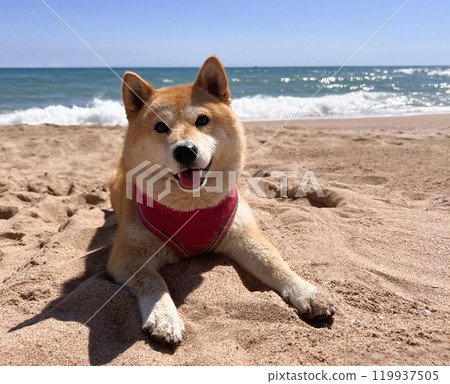 Shiba Inu puppy and his friend kitten Shiba Inu puppy and his friend kitten 119937505