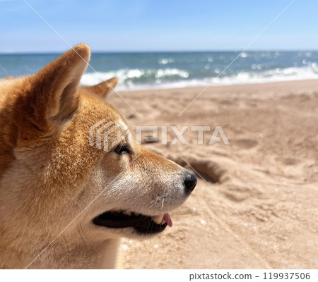 Shiba Inu puppy and his friend kitten 119937506