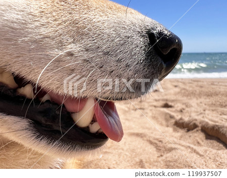 Shiba Inu puppy and his friend kitten 119937507