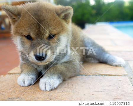 Shiba Inu puppy and his friend kitten 119937515