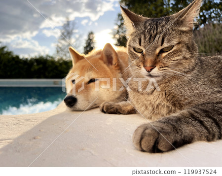 Shiba Inu puppy and his friend kitten Shiba Inu puppy and his friend kitten 119937524