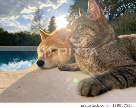 Shiba Inu puppy and his friend kitten Shiba Inu puppy and his friend kitten 119937525