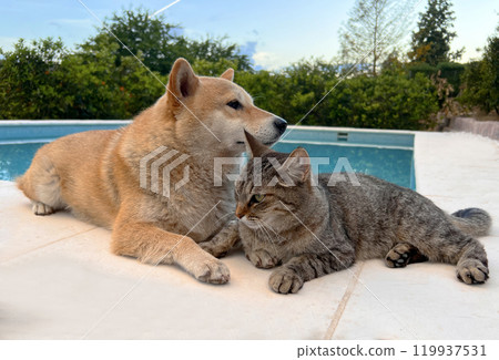 Shiba Inu puppy and his friend kitten Shiba Inu puppy and his friend kitten 119937531