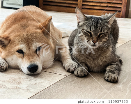 Shiba Inu puppy and his friend kitten 119937533