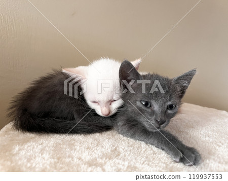 Two little kittens are playing Two little kittens are playing 119937553