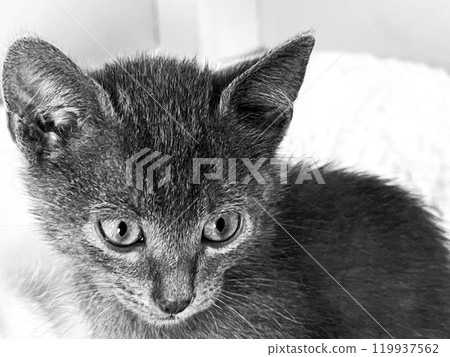 Two little kittens are playing Two little kittens are playing 119937562
