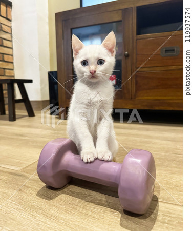 Two little kittens are playing 119937574
