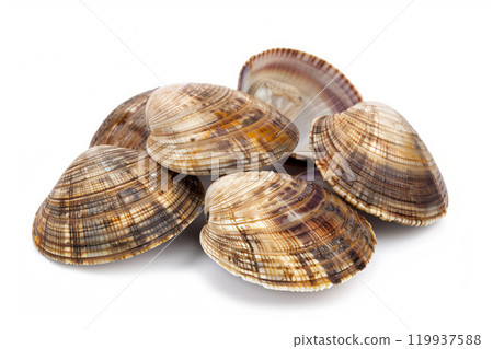 Empty shell of clam isolated on white 119937588