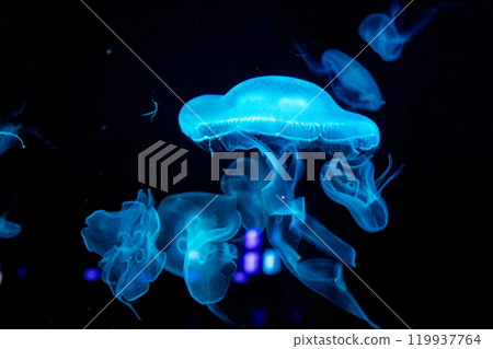 Moon jellyfish 119937764