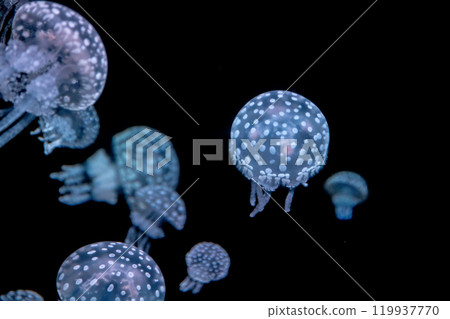 Tako jellyfish 119937770