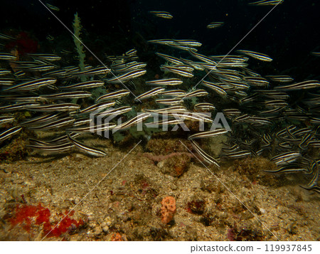 Juvenile Plotosus lineatus or striped eel catfish at a scuba dive in Puerto Galera, Philippines Juvenile Plotosus lineatus or striped eel catfish at a scuba dive in Puerto Galera, Philippines 119937845