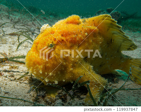 Yellow Giant Frogfish, Antennarius commerson, Puerto Galera, Philippines Yellow Giant Frogfish, Antennarius commerson, Puerto Galera, Philippines 119937847