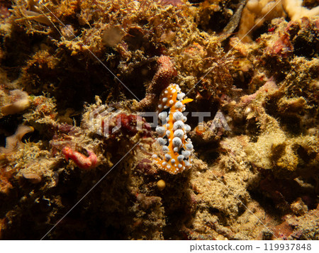 Bright yellow and white Ocellated Phyllidia nudibranch, Phyllidia ocellata, a dorid nudibranch Bright yellow and white Ocellated Phyllidia nudibranch, Phyllidia ocellata, a dorid nudibranch 119937848