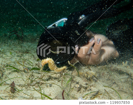 A close-up photo of a yellow seahorse in front of a camera lens in Puerto Galera, Philippines A close-up photo of a yellow seahorse in front of a camera lens in Puerto Galera, Philippines 119937850