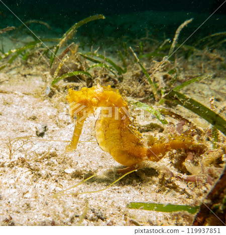 A yellow seahorse at a muck dive in Puerto Galera, Philippines A yellow seahorse at a muck dive in Puerto Galera, Philippines 119937851