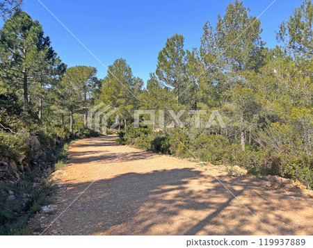 A walk in the winter forest in Valencia, Spain 119937889