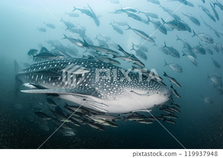 Whale shark swimming with school of Rainbow runner and Giant trevally fish in Andaman sea 119937948