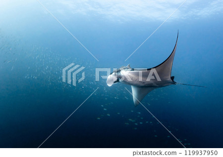Giant oceanic manta ray chasing small fishes swimming in the blue water of Andaman Sea in Thailand 119937950