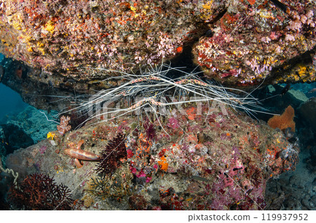 Three huge lobsters under the rock in the coral reef of Tachai Pinnacle, Thailand. 119937952