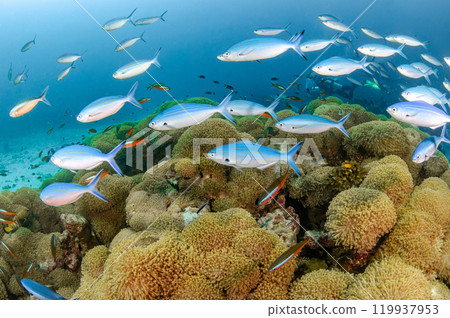 School of Rainbow runner swimming over Goniopora coral reef in Andaman Sea 119937953