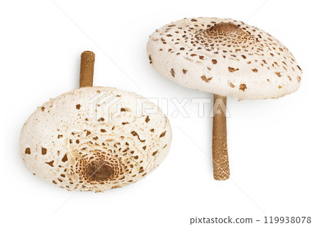Parasol mushroom or Macrolepiota procera isolated on white background 119938078