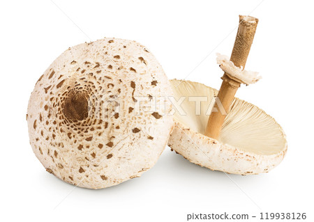 Parasol mushroom or Macrolepiota procera isolated on white background Parasol mushroom or Macrolepiota procera isolated on white background 119938126