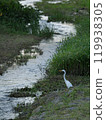 Evening river and egret 119938305