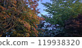 Autumn leaves 119938320