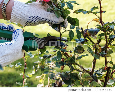 Female hands in gloves perform pruning of rose bushes before winter. 119938450