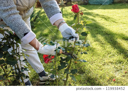 Female hands in gloves perform pruning of rose bushes before winter. 119938452