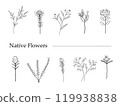 Simple plant line drawing illustration 119938838