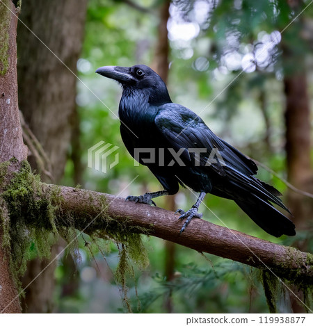 烏鴉 119938877
