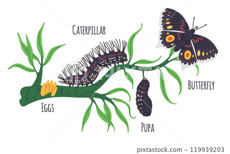 Illustration of green branch with eggs, caterpillar, pupa and butterfly - life cycle. 119939203