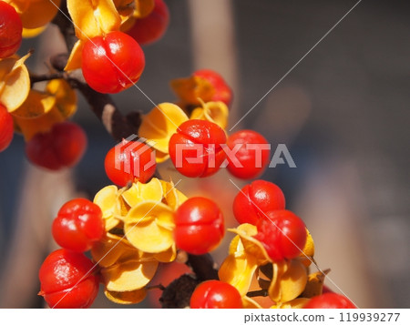 浣熊狗的果實 119939277