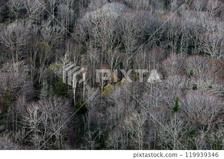 岩手縣八幡平市深秋的指伏杜松子酒 119939346