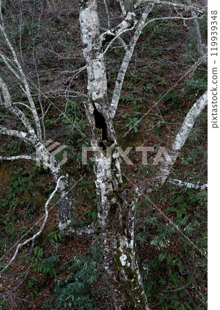 The bare trees of Hachimantai, Iwate Prefecture in late autumn 119939348